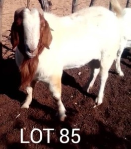 LOT 85 1 x BOER GOAT BUCK John Musakiza