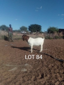 LOT 84 1 x BOER GOAT BUCK John Musakiza