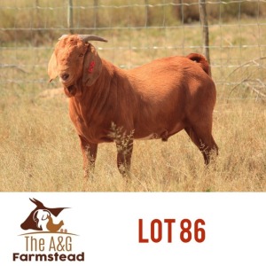 LOT 86 1 x KALAHARI RED BUCK Lekuka