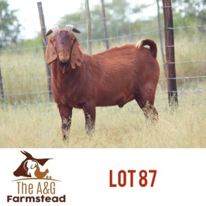 LOT 87 1 x KALAHARI RED BUCK Lekuka