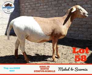 LOT 58 1 x VELDMASTER EWE Toy Katjiova