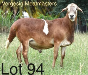 LOT 94 1 x MEATMASTER RAM Corrie Bekker