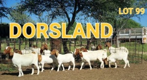 LOT 99 3+3 x BOER GOAT EWE Dorsland (Pay per animal)