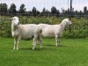 2X OOI/EWE DOUBLE BAR 7 MEATMASTERS (Per stuk om lot te neem/Per Piece to take the lot) - 2