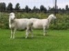 2X OOI/EWE DOUBLE BAR 7 MEATMASTERS (Per stuk om lot te neem/Per Piece to take the lot) - 2