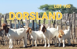 LOT 100 2+2 x BOER GOAT EWE Dorsland (Pay per animal)