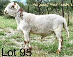 LOT 95 1 x MEATMASTER RAM Corrie Bekker