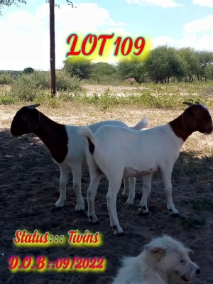 LOT 109 2 x BOER GOAT EWE Innocent Hulk Bimbo (Pay per animal)