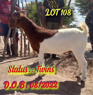 LOT 108 1 x BOER GOAT EWE Innocent Hulk Bimbo