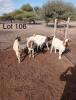 LOT 106 5 x BOER GOAT EWE Gaba (Pay per animal)