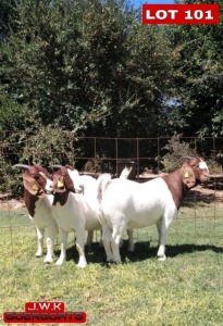 LOT 101 3 x BOER GOAT EWE J.W. Kotze (Pay per animal)