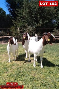 LOT 102 3 x BOER GOAT EWE J.W. Kotze (Pay per animal)