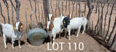 LOT 110 5 x BOER GOAT EWE Tsenene (Pay per animal)