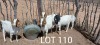 LOT 110 5 x BOER GOAT EWE Tsenene (Pay per animal) - 2