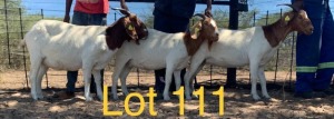 LOT 111 3 x BOER GOAT EWE Anel Kotze (Pay per animal)