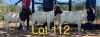 LOT 112 3 x BOER GOAT EWE Anel Kotze (Pay per animal)