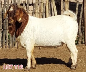 LOT 118 1 x BOER GOAT BUCK Dorsland