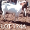 LOT 124 A 1 x BOER GOAT BUCK John Musakiza