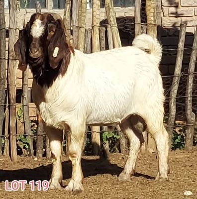 LOT 119 1 x BOER GOAT BUCK Dorsland