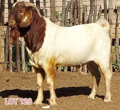 LOT 120 1 x BOER GOAT BUCK Dorsland