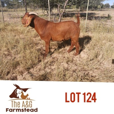 LOT 124 1 x KALAHARI RED BUCK Lekuka