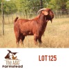 LOT 125 1 x KALAHARI RED BUCK Lekuka