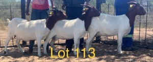 LOT 113 3 x BOER GOAT EWE Anel Kotze (Pay per animal)