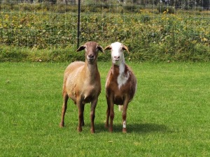 2X OOI/EWE DOUBLE BAR 7 MEATMASTERS (Per stuk om lot te neem/Per Piece to take the lot)