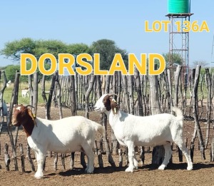 LOT 136 A 2 x BOER GOAT EWE Dorsland (Pay per animal)