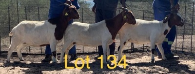 LOT 134 3 x BOER GOAT EWE Anel Kotze (Pay per animal)