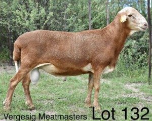 LOT 132 1 x MEATMASTER RAM Corrie Bekker