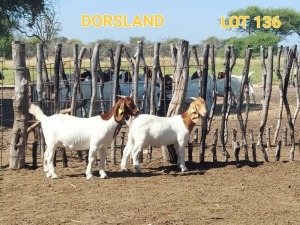 LOT 136 2 x BOER GOAT EWE Dorsland (Pay per animal)