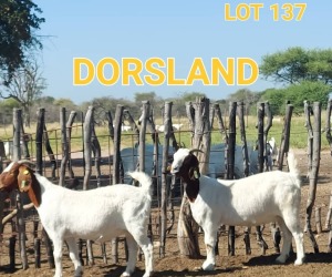 LOT 137 2 x BOER GOAT EWE Dorsland (Pay per animal)