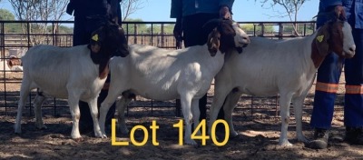 LOT 140 3 x BOER GOAT EWE Anel Kotze (Pay per animal)