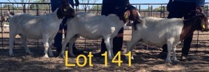 LOT 141 3 x BOER GOAT EWE Anel Kotze (Pay per animal)