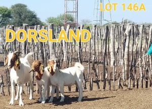 LOT 146 A 1+2 x BOER GOAT EWE Dorsland