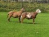 2X OOI/EWE DOUBLE BAR 7 MEATMASTERS (Per stuk om lot te neem/Per Piece to take the lot) - 2
