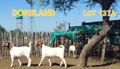 LOT 137 A 2 x BOER GOAT EWE Dorsland (Pay per animal)