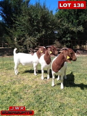 LOT 138 3 x BOER GOAT EWE J.W. Kotze (Pay per animal)