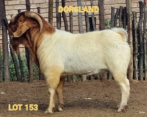 LOT 153 1 x BOER GOAT BUCK Dorsland