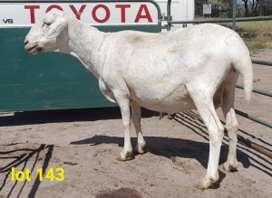 LOT 143 1 x MEATMASTER EWE Gilbert Peacock