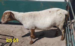 LOT 61 1 x MEATMASTER EWE Gilbert Peacock