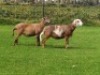 2X OOI/EWE DOUBLE BAR 7 MEATMASTERS (Per stuk om lot te neem/Per Piece to take the lot) - 3