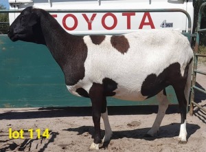 LOT 114 5 x MEATMASTER EWE Gilbert Peacock (Pay per animal)