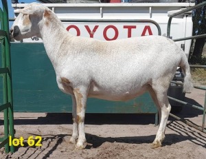 LOT 62 1 x MEATMASTER EWE Gilbert Peacock