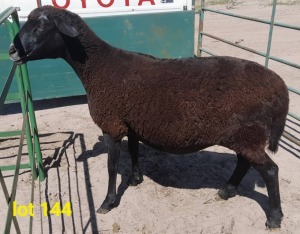 LOT 144 1 x MEATMASTER EWE Gilbert Peacock