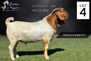 1X STUD BOER GOAT BUCK SALMON VAN HUYSSTEEN BOER GOAT STUD