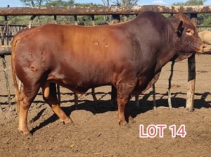 LOT 14 1 x DROUGHTMASTER BULL Moses