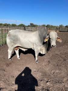 LOT 9 1 x WHITE BRAHMAN BULL Grandin Studs