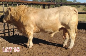 LOT 15 1 x CHAROLAIS BULL Moses